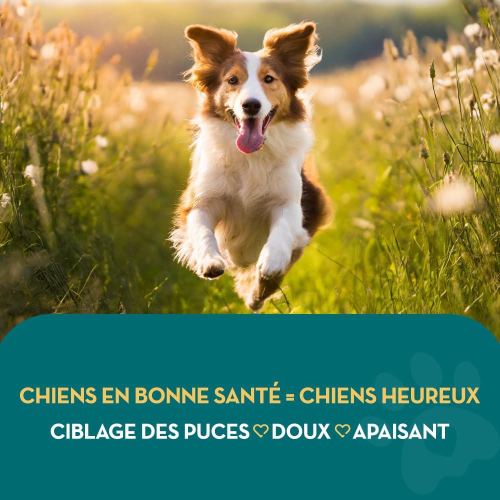 Shampoing naturel et biodégradable pour chien