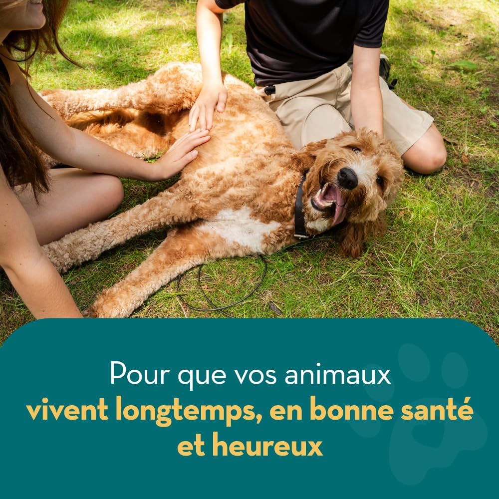 Shampoing naturel et biodégradable pour chien