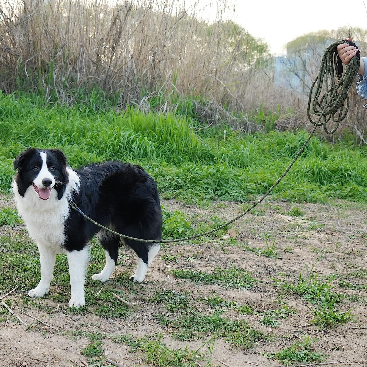 Laisse de Dressage pour Chien